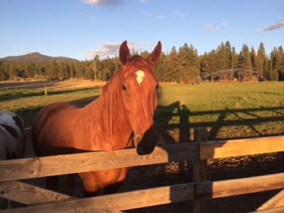 Gorgeous Horse Greeting